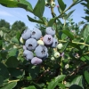 Elizabeth - Highbush blueberry - Elizabeth - Vaccinium corymbosum