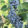 Elizabeth - Highbush blueberry - Elizabeth - Vaccinium corymbosum