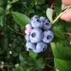 Chandler - Highbush blueberry - Chandler - Vaccinium corymbosum