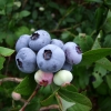 Chandler - Highbush blueberry - Chandler - Vaccinium corymbosum