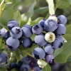 Chandler - Highbush blueberry - Chandler - Vaccinium corymbosum