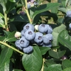 Chandler - Highbush blueberry - Chandler - Vaccinium corymbosum