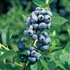 Elliott - Highbush blueberry - Elliott - Vaccinium corymbosum