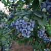 Earliblue - Highbush blueberry - Earliblue - Vaccinium corymbosum