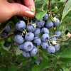 Earliblue - Highbush blueberry - Earliblue - Vaccinium corymbosum