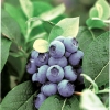 Earliblue - Highbush blueberry - Earliblue - Vaccinium corymbosum