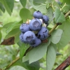 Earliblue - Highbush blueberry - Earliblue - Vaccinium corymbosum