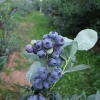 Patriot - Highbush blueberry - Patriot - Vaccinium corymbosum
