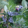 Patriot - Highbush blueberry - Patriot - Vaccinium corymbosum