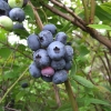 Patriot - Highbush blueberry - Patriot - Vaccinium corymbosum