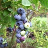 Patriot - Heidelbeere - Patriot - Vaccinium corymbosum