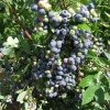 Goldtraube - Heidelbeere - Goldtraube - Vaccinium corymbosum