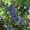Goldtraube - Highbush Blueberry - Goldtraube - Vaccinium corymbosum
