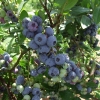 Goldtraube - Heidelbeere - Goldtraube - Vaccinium corymbosum