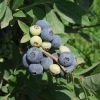 Goldtraube - Heidelbeere - Goldtraube - Vaccinium corymbosum