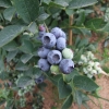 Bluegold - Heidelbeere - Bluegold - Vaccinium corymbosum