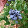 Bluegold - Highbush blueberry - Bluegold - Vaccinium corymbosum