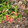 Vaccinium vitis-idaea 'Red Pearl' - Lingonberry - Vaccinium vitis-idaea 'Red Pearl'