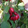 Cornus mas - dereń jadalny - Cornus mas