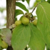 Cornus mas - Cornelian cherry - Cornus mas