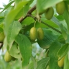 Cornus mas - dereń jadalny - Cornus mas