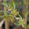 Cornus mas - Кизил обыкновенный - Cornus mas