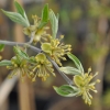 Cornus mas - dereń jadalny - Cornus mas