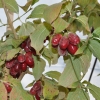 Cornus mas 'Golden Glory' - Cornelian cherry - Cornus mas 'Golden Glory'