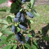 Lonicera kamtschatica '1-17-59' - Blue Honeysuckle ; Haskap - Lonicera kamtschatica '1-17-59'