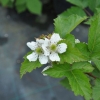 Rubus fruticosus Theodor Reimers- jeżyna bezkolcowa - Rubus fruticosus Theodor Reimers