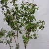 Amelanchier alnifolia - świdośliwa olcholistna - Amelanchier alnifolia