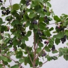 Amelanchier alnifolia - świdośliwa olcholistna - Amelanchier alnifolia