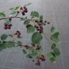 Amelanchier bartramiana Eskimo - Felsenbirne - Amelanchier bartramiana Eskimo