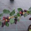 Amelanchier Sultana - świdośliwa - Amelanchier Sultana