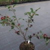 Amelanchier Sultana - świdośliwa - Amelanchier Sultana