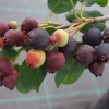 Amelanchier Sultana - świdośliwa - Amelanchier Sultana