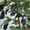 Amelanchier Sultana - świdośliwa - Amelanchier Sultana