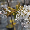 Amelanchier Sultana - świdośliwa - Amelanchier Sultana