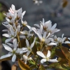 Amelanchier Sultana - świdośliwa - Amelanchier Sultana