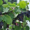 Amelanchier alnifolia - świdośliwa olcholistna - Amelanchier alnifolia