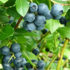 Alvar PBR - Halfhigh Blueberry - Alvar PBR - Vaccinium angustifolium x Vaccinium corymbosum