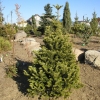 Abies alba 'Pyramidalis' - Пи́хта бе́лая - Abies alba 'Pyramidalis'