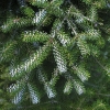 Abies koreana 'Silberlocke' - jodła koreańska - Abies koreana 'Silberlocke'