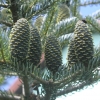 Abies koreana 'Silberlocke' - jodła koreańska - Abies koreana 'Silberlocke'