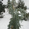 Abies nordmanniana 'Pendula' - Weeping nordmann fir - Abies nordmanniana 'Pendula'