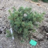 Picea pungens 'Lucky Strike' - Blue Spruce - Picea pungens 'Lucky Strike'