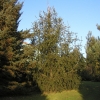 Picea abies 'Cranstonii' - Gemeine Fichte - Picea abies 'Cranstonii'