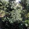 Picea omorika 'De Ruyter' - świerk serbski - Picea omorika 'De Ruyter'