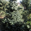 Picea omorika 'De Ruyter' - Omorika-Fichte - Picea omorika 'De Ruyter'