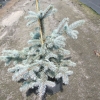 Picea pungens 'Hoopsii' - Eль колючая - Picea pungens 'Hoopsii'